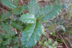 Quercus spinosa