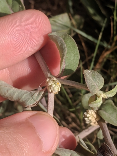 Image of Alternanthera halimifolia by (c) Eric Knight, some rights reserved (CC BY)