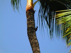 Melanerpes striatus