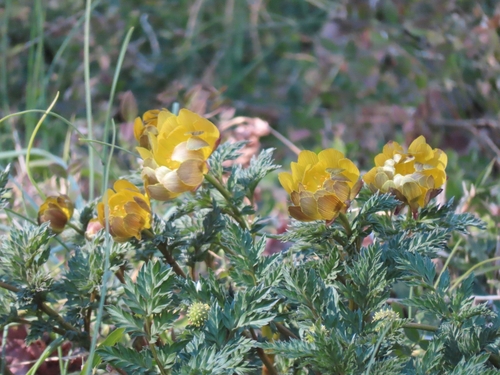 Adonis ramosa (Adonis ramosa)
