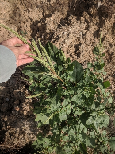Spleen amaranth (Amaranthus dubius)