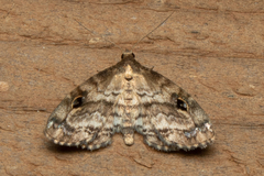 Melanomma auricinctaria