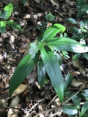 Coral Berry (Ardisia crispa)