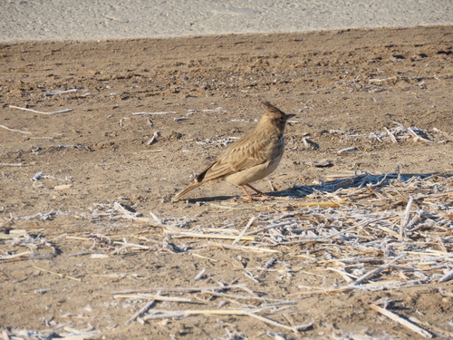 Crested Lark (Galerida cristata), photo 6
