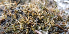 Podostemum ceratophyllum