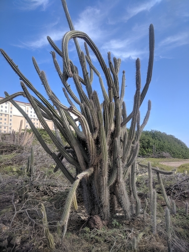 Cereus repandus