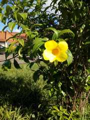 Allamanda