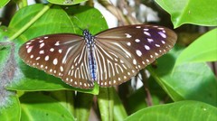Euploea mulciber mulciber
