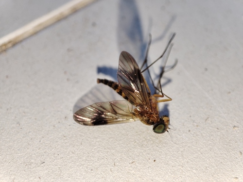 Chrysopilus nubecula nuotrauka