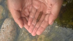 Lepidonotus squamatus