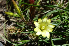 Chondrophylla