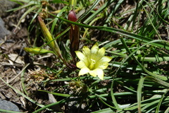 Chondrophylla
