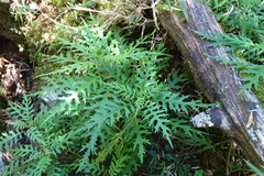 Nemosenecio formosanus