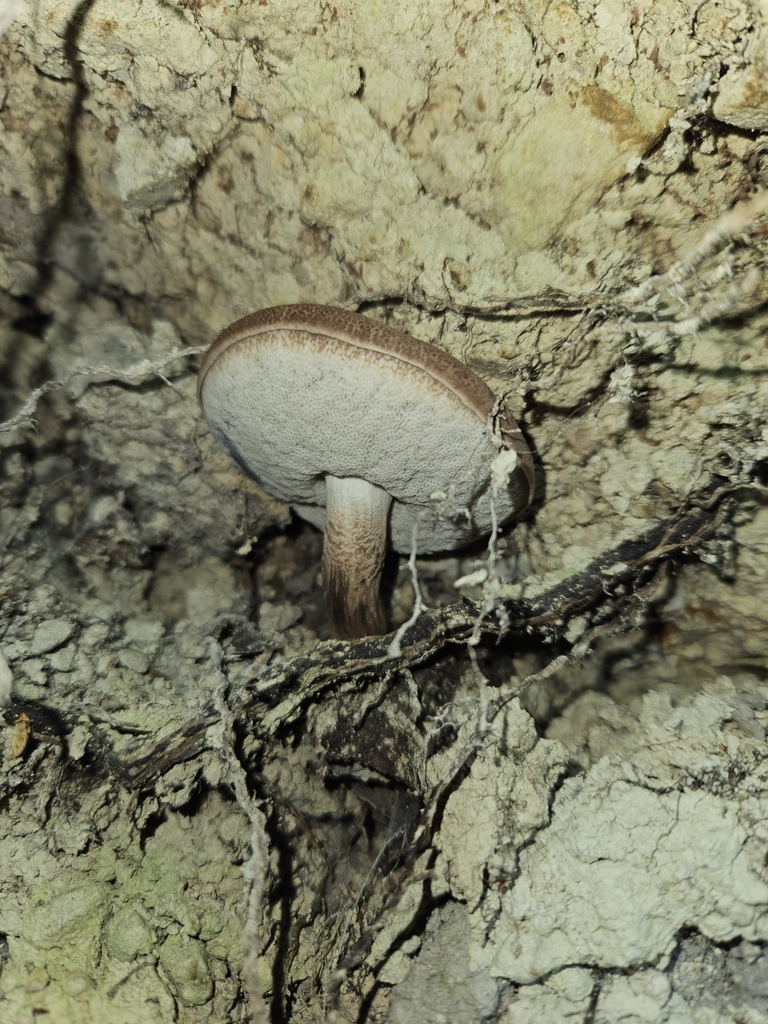 Tylopilus brunneus · February 2025 · photo: © tyler_mcbeth (iNaturalist, cc-by-nc)