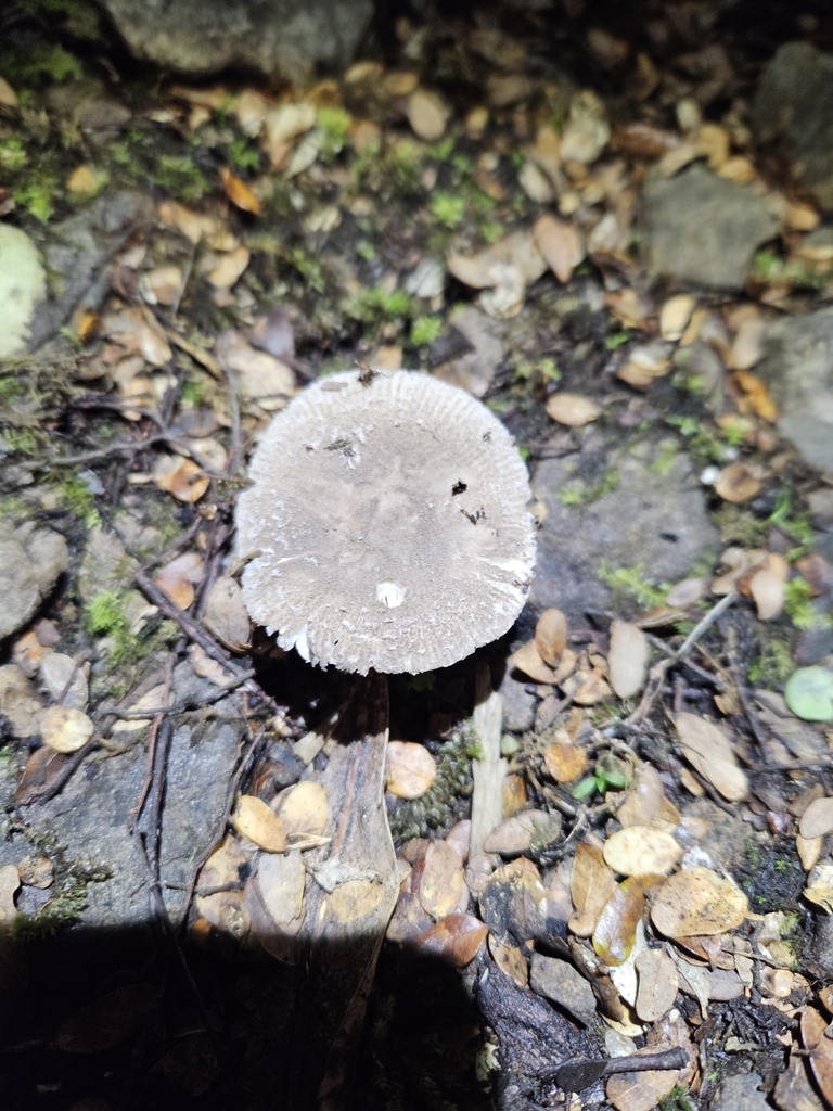 Amanita nehuta · February 2025 · photo: © tyler_mcbeth (iNaturalist, cc-by-nc)