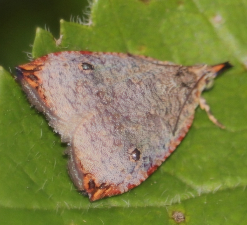 Cosmorrhyncha acrocosma