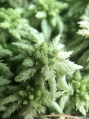 Sphagnum magellanicum