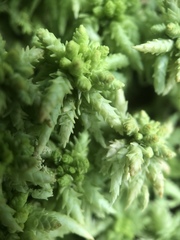 Sphagnum magellanicum