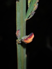 Bossiaea scolopendria