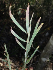 Bossiaea scolopendria