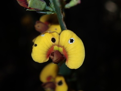 Bossiaea scolopendria