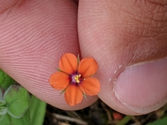 Lysimachia arvensis