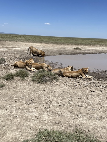 Southern Lion