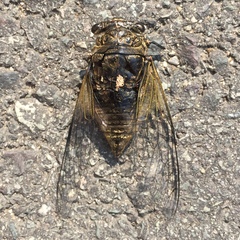 Cryptotympana atrata