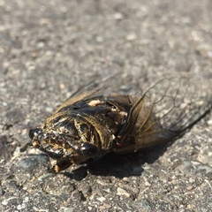 Cryptotympana atrata