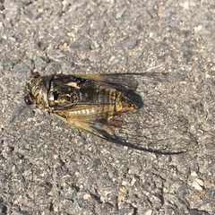 Cryptotympana atrata