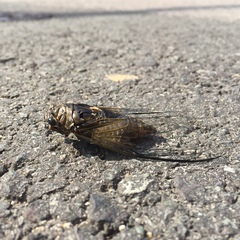 Cryptotympana atrata