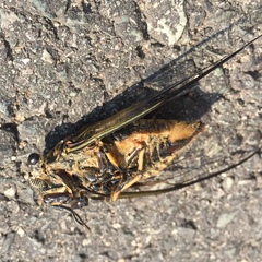 Cryptotympana atrata