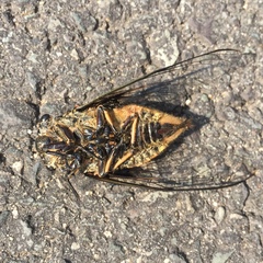 Cryptotympana atrata