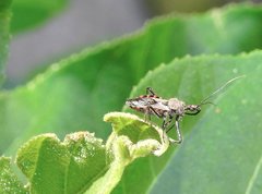 Rhynocoris marginellus