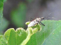 Rhynocoris marginellus