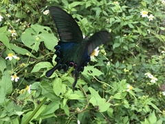 Papilio bianor thrasymedes