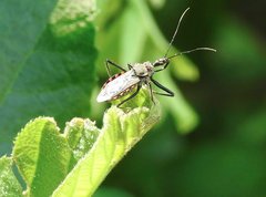 Rhynocoris marginellus