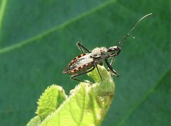Rhynocoris marginellus