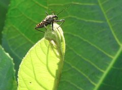 Rhynocoris marginellus