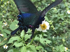 Papilio bianor thrasymedes