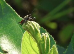 Rhynocoris marginellus