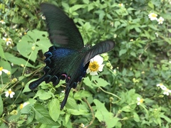 Papilio bianor thrasymedes