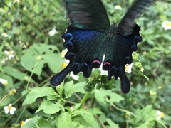 Papilio bianor thrasymedes