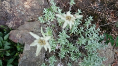 Leontopodium microphyllum