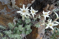 Leontopodium microphyllum
