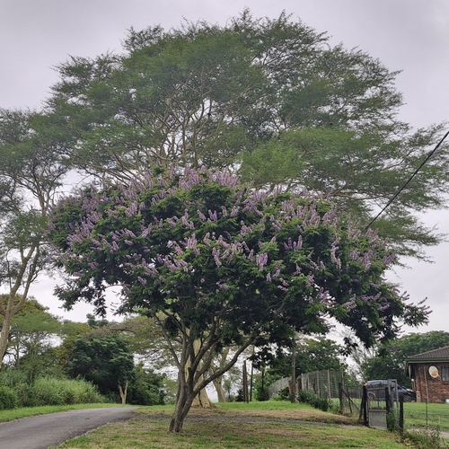Foto de Mulungu-do-litoral
