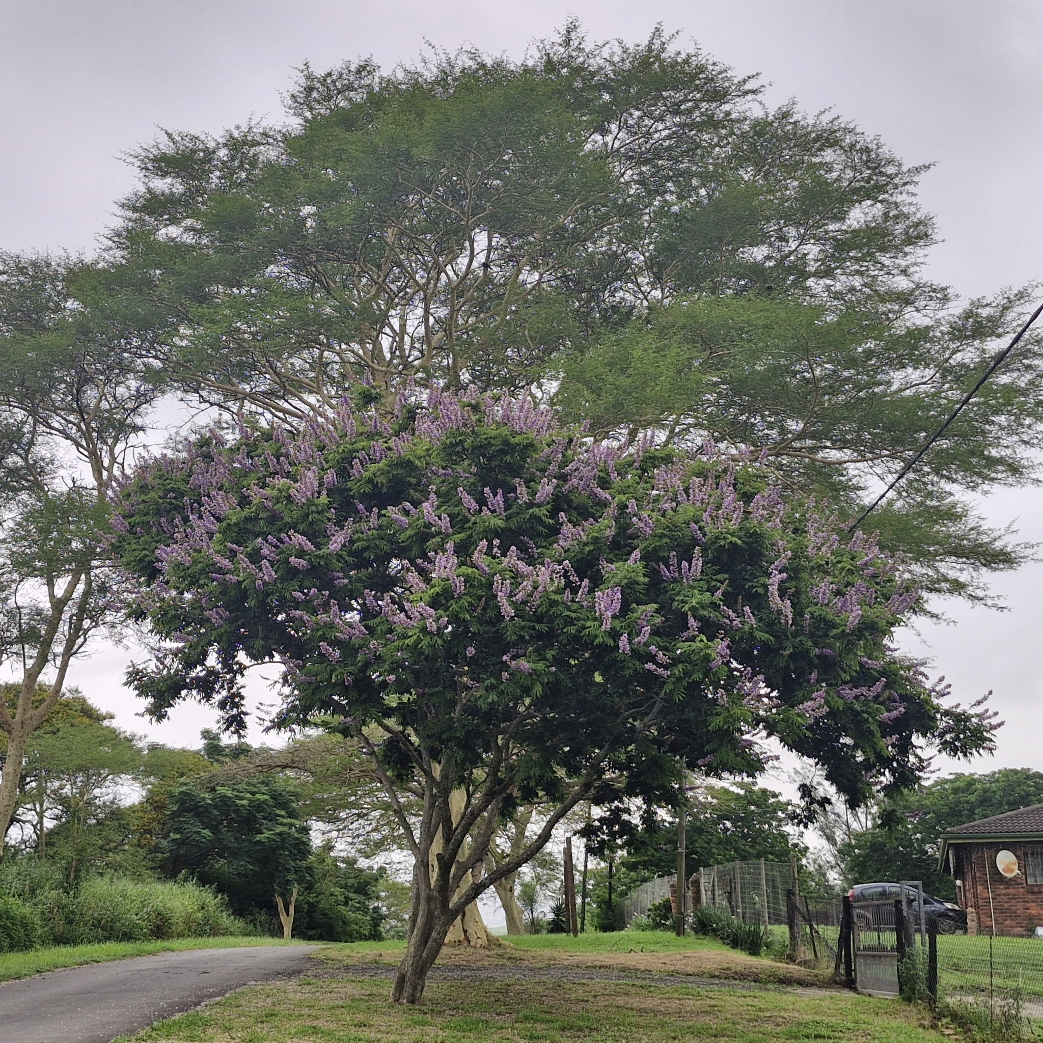 Imagem de Mulungu-do-litoral