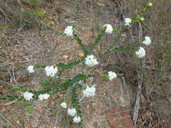 Pimelea flava dichotoma