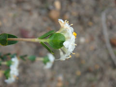 Pimelea flava dichotoma