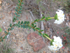 Pimelea flava dichotoma